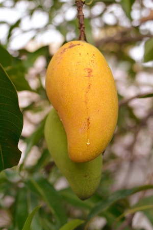 closeup ripe mango fruits on tree, scientific name mangifera indica の写真素材