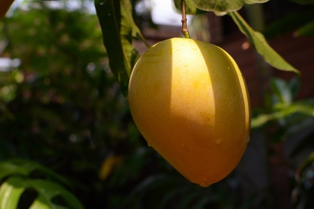 closeup image of ripe mango, with scientific name mangifera indica の写真素材