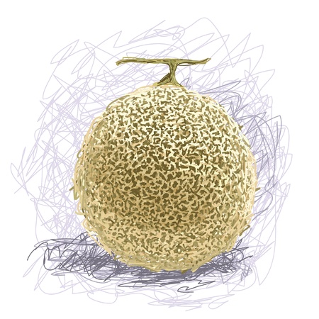 closeup illustration of a fresh melon fruit のイラスト素材