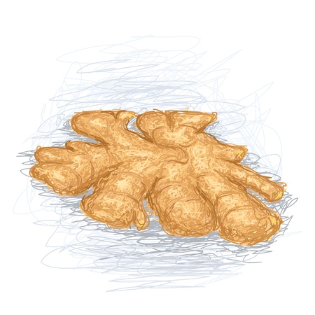 closeup illustration of a fresh ginger root.のイラスト素材