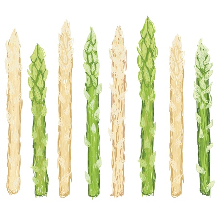 closeup illustration of fresh green and white asparagus raw vegetable isolated.のイラスト素材