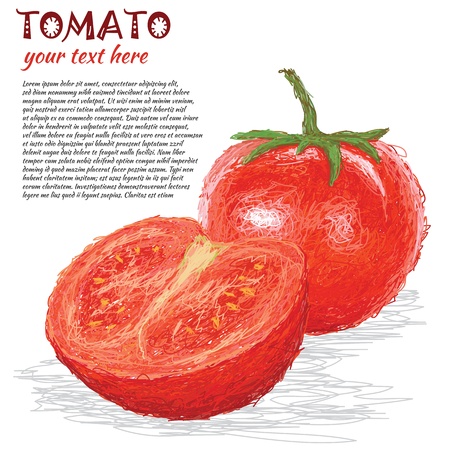 closeup illustration of fresh tomato fruit, vegetable isolated in white.のイラスト素材