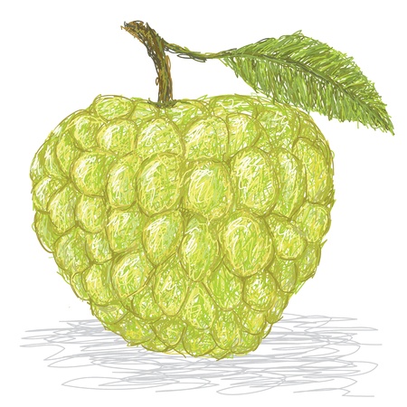closeup illustration of fresh custard apple isolated in white background.のイラスト素材