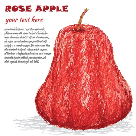 closeup illustration of fresh rose apple fruit isolated in white background.のイラスト素材