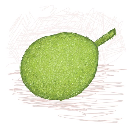 illustration of whole breadfruit smooth-skinned variety with scientific name Artocarpus altilis, originated in Federal State of Micronesia, locally known as Meisaip   のイラスト素材