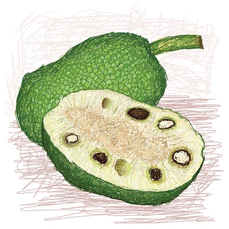illustration of whole and half sliced breadfruit seeded variety with scientific name Artocarpus mariannensis originated in Federal State of Micronesia, locally known as mei chocho   のイラスト素材