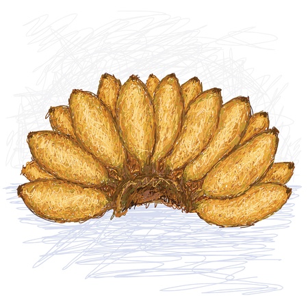 illustration of bunch of small bananas with scientific name musa acuminata  のイラスト素材