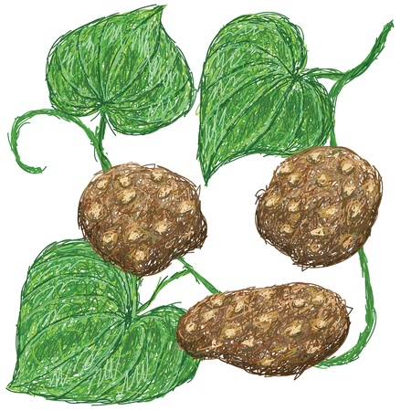 illustration of air potato attatched in vine with leaves. scientific name Dioscorea bulbifera.  のイラスト素材