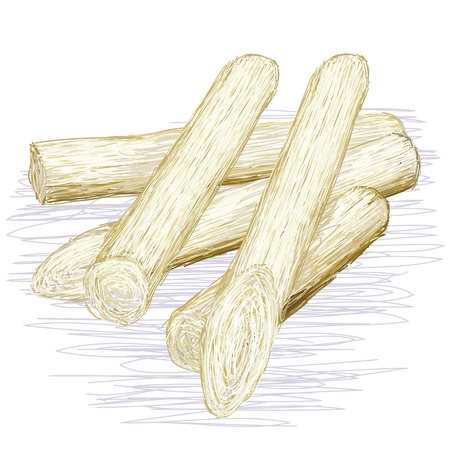 illustration of peeled heart of palm root isolated in white background. scientific name Clinostigma ponapensis.  のイラスト素材