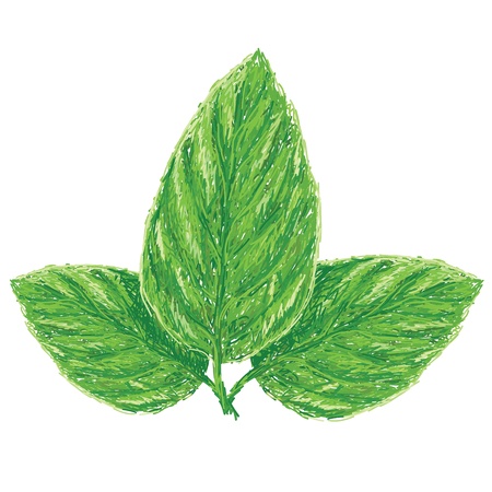 unique style illustration of fresh basil leaves, ocimum basilicum isolated in white background   のイラスト素材