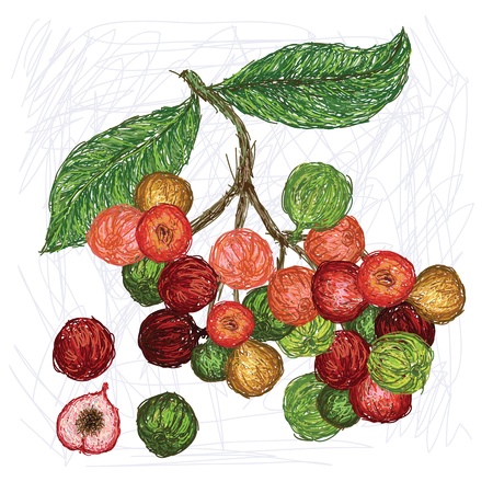 unique style illustration of Cluster fig  Scientific name Ficus racemosa isolated in white background   のイラスト素材