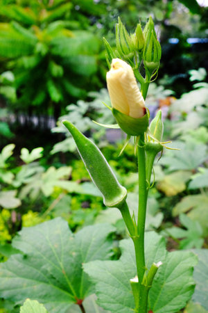 okra or lady's finger vegetable plant with flowerの写真素材