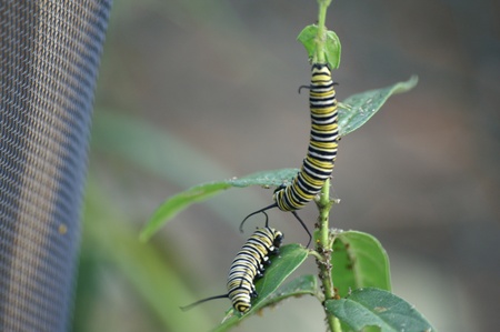 Two monarch caterpillars fighting over territory on a milkweed plantの写真素材