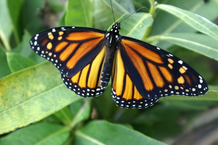 Full view of monarch butterfly with wings spread.の写真素材