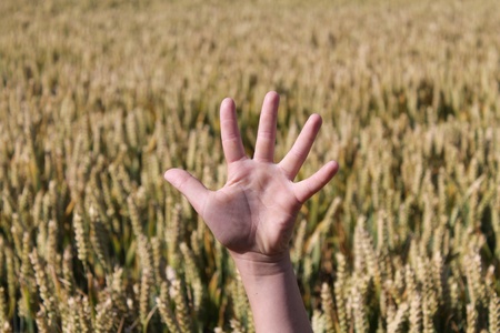 Raised hand in a corn field の素材