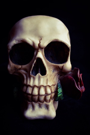 Skull with red roseの素材