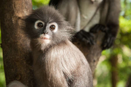 preety macaque at Prachuap Khiri Khan ,Thailandの写真素材