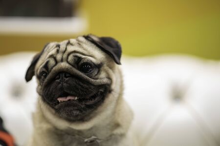 pug smile on sofa with happiness feelingの写真素材