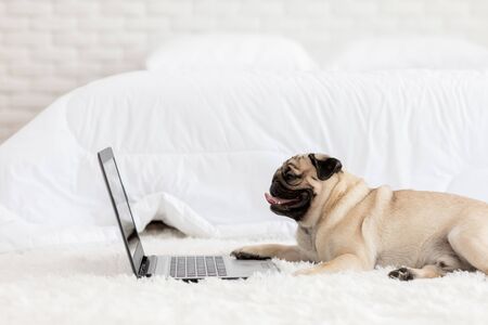 Cute dog Pug breed lying on ground smile looking on computer laptop screen working and typing with computer laptop feeling happiness and comfortable,Dog and Business Conceptの写真素材