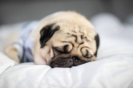 Cute pug dog breed lying on white bed and sleep in bedroom with funny face and feeling so happiness in the morningの写真素材