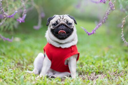 Happy dog pug breed smile with funny face on green grass in garden,Purebred pug dog healthy Conceptの写真素材