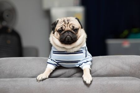 cute dog pug breed have a question and making funny face feeling so happiness and fun,Selective focusの写真素材
