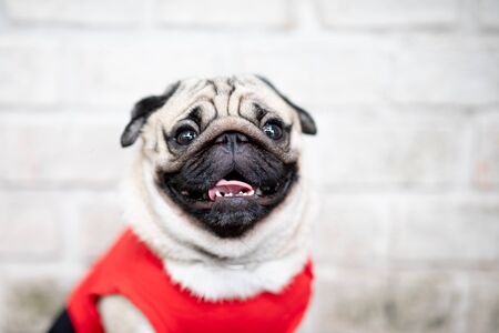 cute dog pug breed have a question and making funny face feeling so happiness and fun,Selective focus,Friendship Conceptの写真素材