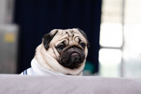 cute dog pug breed have a question and making funny face feeling so happiness and fun,Selective focusの写真素材