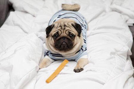 Dog pug breed eating Dog treats feeling happiness and enjoy,Happy Purebred Dog Conceptの写真素材