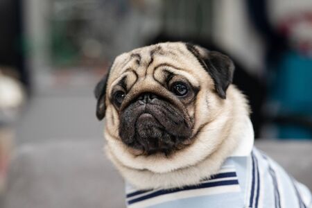 cute dog pug breed have a question and making funny face feeling so happiness and fun,Selective focus,Purebred dog,Dog Friendly Conceptの写真素材