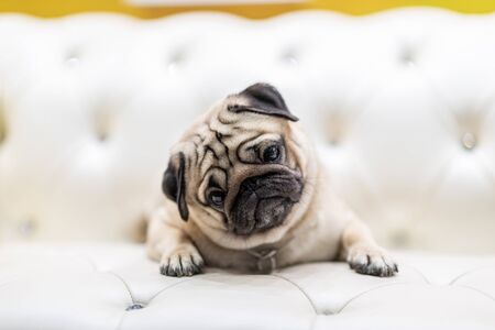 Cute pug lying on sofa smile and happiness with positive emotional,Healthcare Purebred Dog Conceptの写真素材