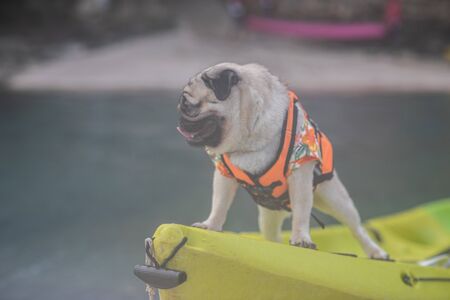 Happy dog pug breed wearing life jacket and standing on kayak feeling so happiness and fun vacations on the beach,Dog vacations Concept の写真素材