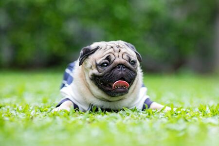Happy dog pug breed smile with funny face on green grass in garden,Purebred pug dog healthy Conceptの写真素材