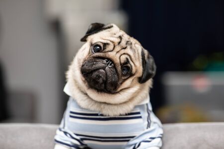 cute dog pug breed have a question and making funny face feeling so happiness and fun,Selective focus