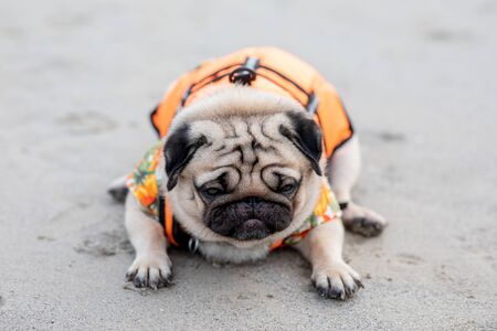 Happy dog pug breed wearing life jacket and lying on beach feeling so happiness and fun vacations on the beach,Dog vacations Concept の写真素材