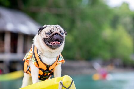 Happy dog pug breed wearing life jacket and standing on kayak feeling so happiness and fun vacations on the beach,Dog vacations Concept の写真素材