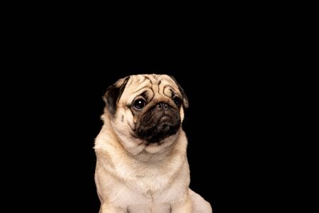 パグの写真素材 イラスト素材 ストックフォトのamanaimages Plus