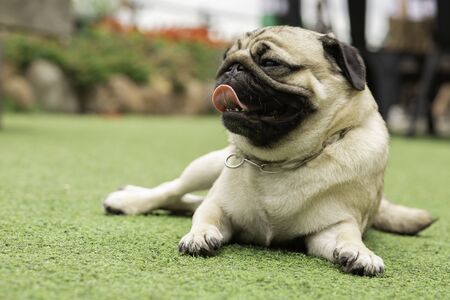 Happy Dog Pug Breed lying smile and relax on meadow fields in background,Healthy dog happiness with fresh airの写真素材