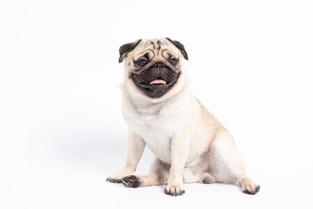 Cute pet dog pug breed sitting and smile with happiness feeling so funny and making serious face,à¸ºBeautiful Purebred dog and healthy dog,Isolated on white background,Dog friendly Conceptの写真素材