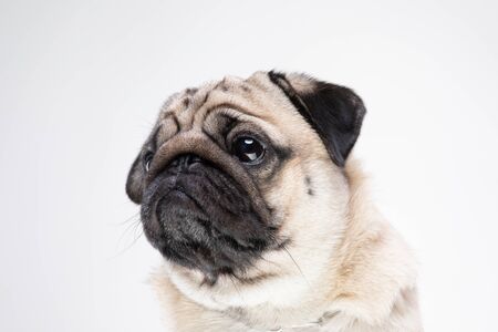 dog pug breed smile with happiness feeling so funny and making serious face isolated on white background,Purebred pug dog healthy Conceptの写真素材