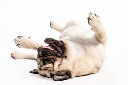 Cute pet dog pug breed lying on ground and smile waiting for playing with owner happiness feeling so funny and comfortable making serious face isolated on white background,Friendly Pet Conceptの写真素材