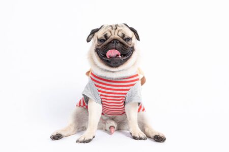 Cute dog pug breed wearing shirt smile making funny and serious face feeling confused and happiness isolated on white background,Animal Friendly Conceptの写真素材