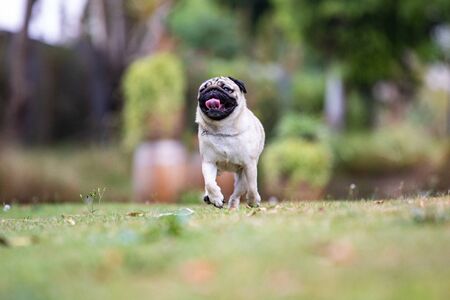 Pug dog running on green grass with happiness and having fun,Healthy dog running in park,Dog Activities Conceptの写真素材