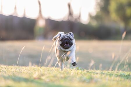 Pug dog running on green grass with happiness and having fun,Healthy dog running in park,Dog Activities Conceptの写真素材