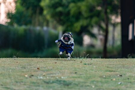Pug dog wearing police uniform running on green grass with happiness and having fun with...