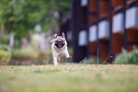 Pug dog running on green grass with happiness and having fun,Healthy dog running in park,Dog Activities Conceptの写真素材