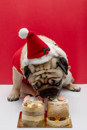 Adorable Pug wearing santa hat and santa costume in christmas day and birthday ready to celebrated with owner and eating birthday cake on the table on red background,Christmas and New year conceptの写真素材