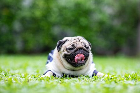 Happy dog pug breed smile with funny face lying on green grass in garden,Purebred pug dog healthy Conceptの写真素材