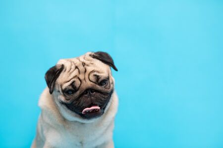 Happy adorable dog pug breed smile and cheerful on blue background,Pug Purebred Dog Conceptの写真素材