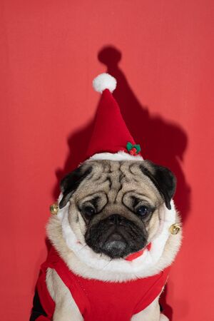 Adorable Pug wearing santa hat and santa costume in christmas day ready to celebrated with owner on red background,Christmas and New year conceptの写真素材